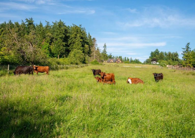 Ontario to provide $10-million to beef and hog sectors