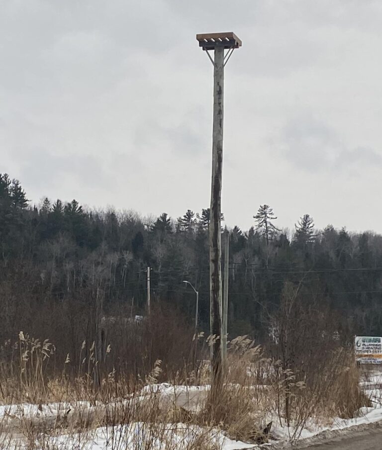 Osprey Nest Relocation Project in Espanola