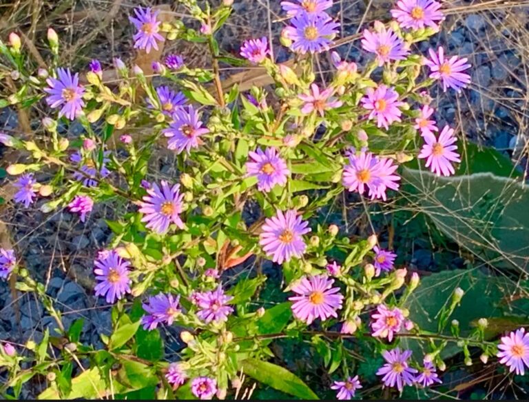 Espanola and Sagamok pollinators receive funding